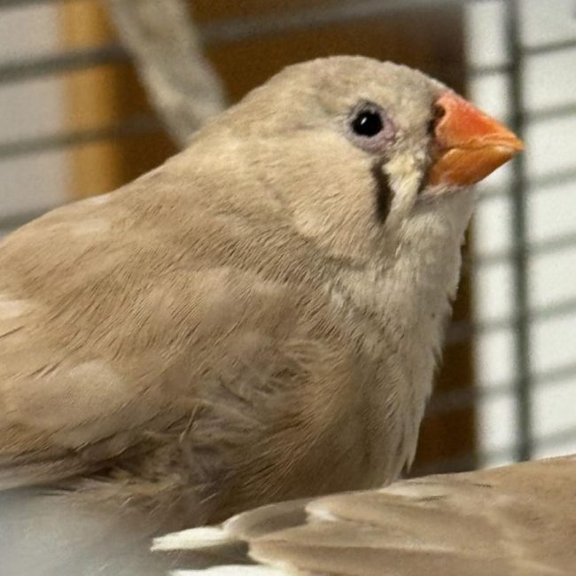 Comete - Oiseau à adopter