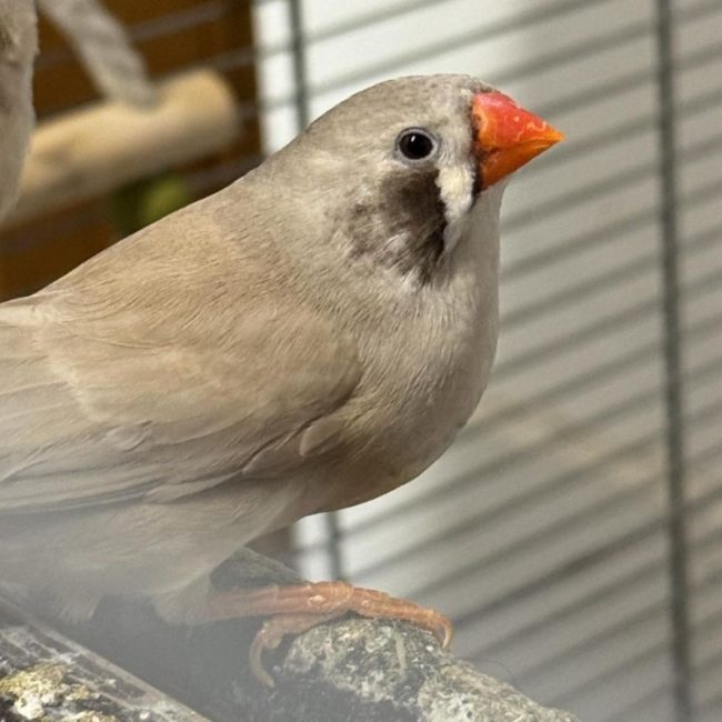 Vega - Oiseau à adopter