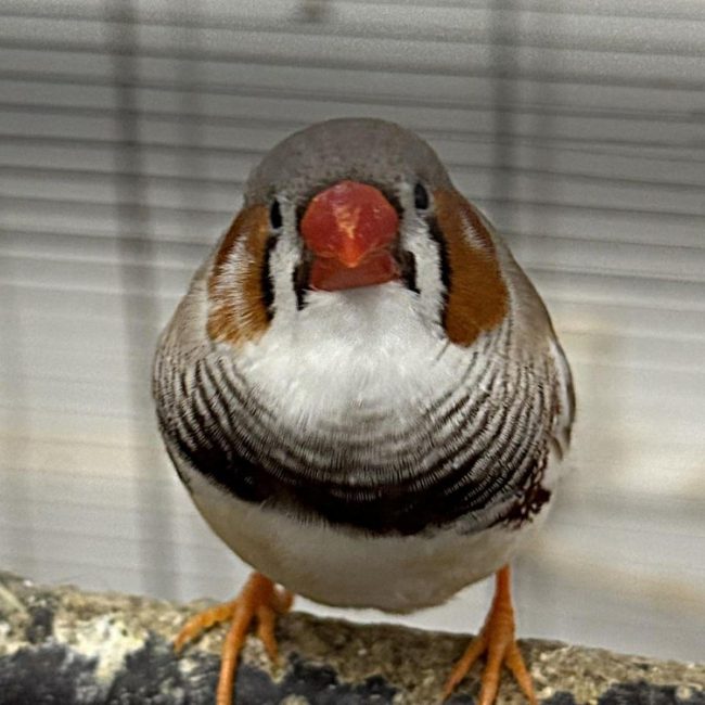 Cosmos - Oiseau à adopter