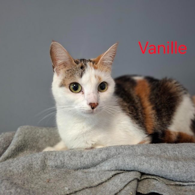 Vanille