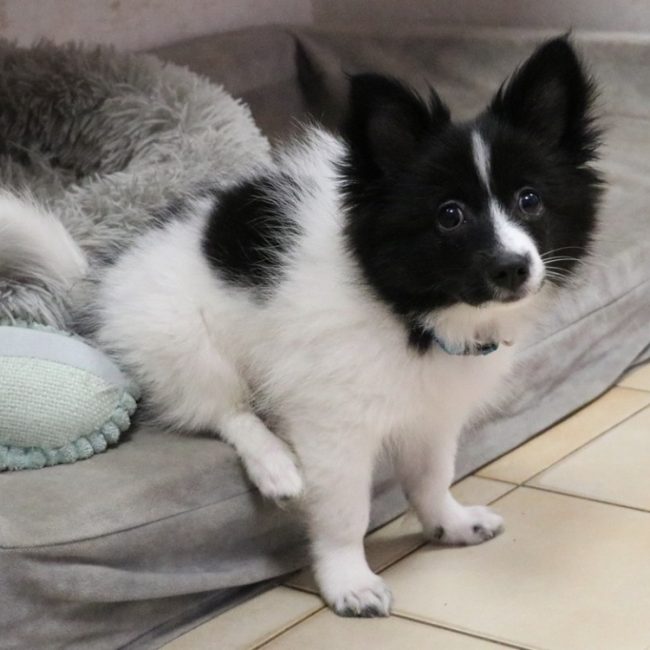 Boky - Chien à adopter