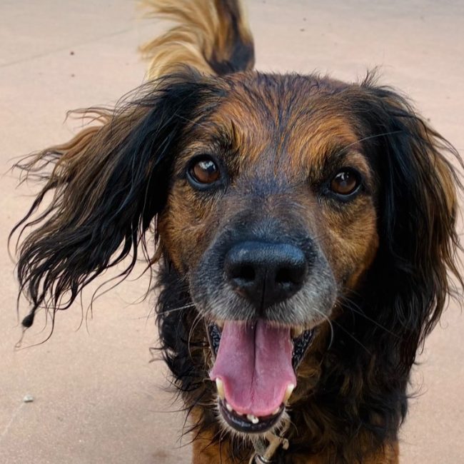 Castor - Chien à adopter
