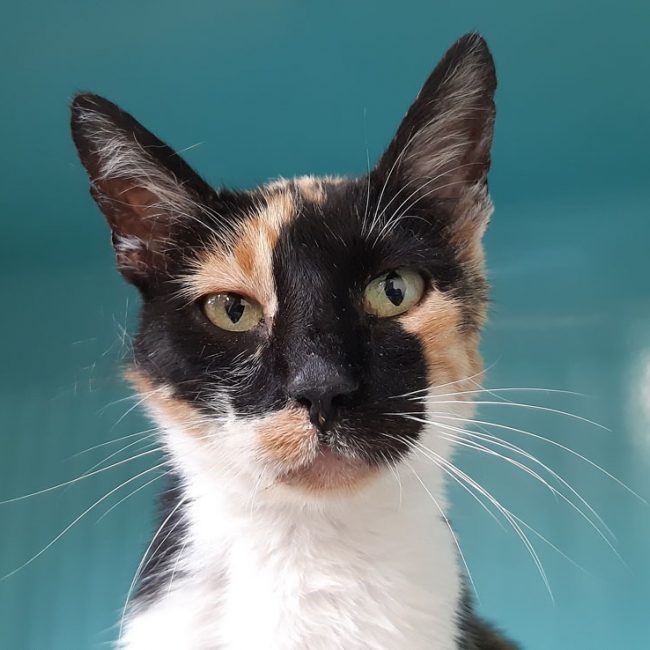 Chariette - Chat Européen à adopter