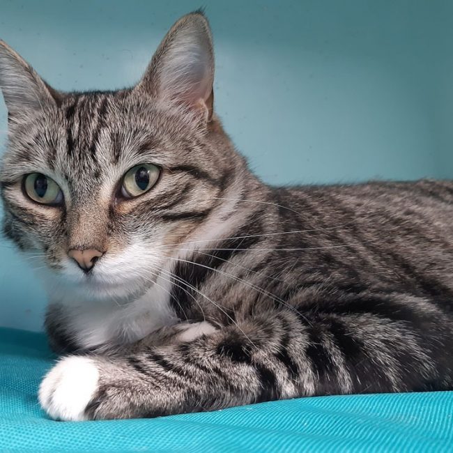 Golfette - Chat Européen à adopter