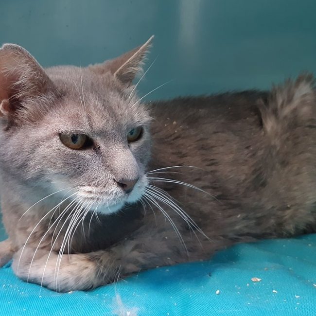 Marquis - Chat Européen à adopter
