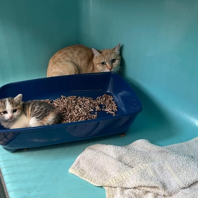 Kayla - Chat Européen à adopter