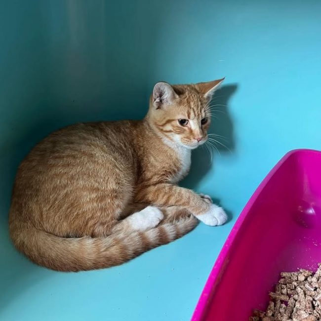 Kikou - Chat Européen à adopter