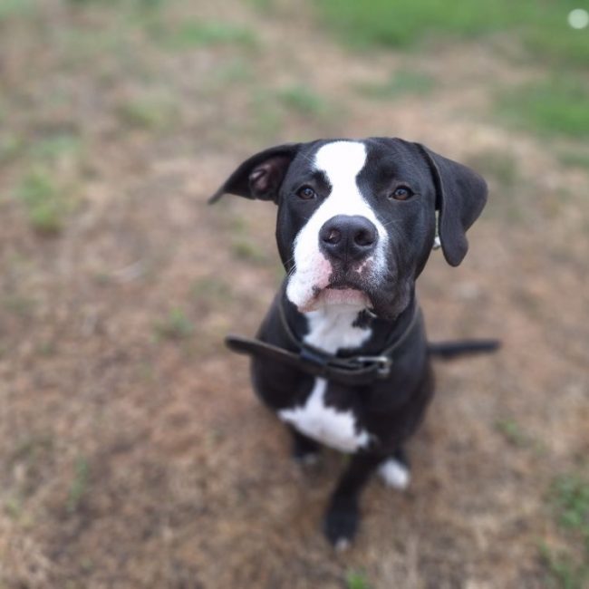 Pablo - Chien à adopter
