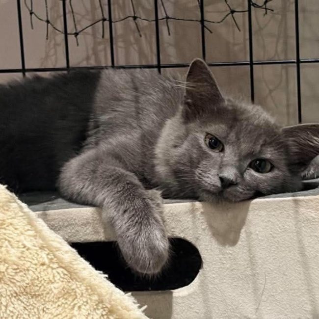 Brisby - Chat Européen à adopter