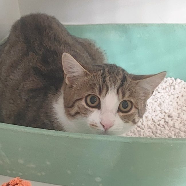Inga - Chat Européen à adopter