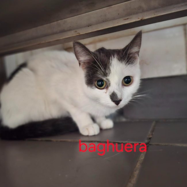 Baghuera - Chat Européen à adopter