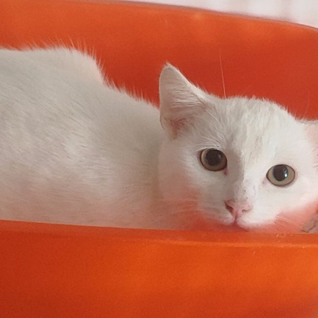 Aiden - Chat Européen à adopter
