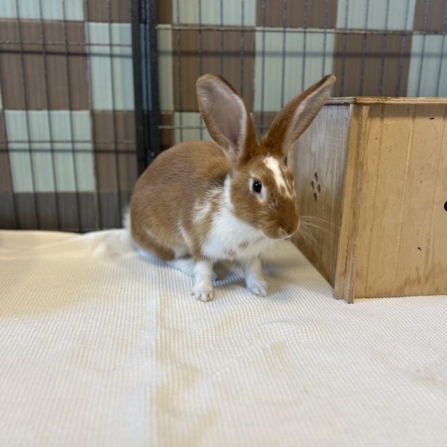 Plume - Rongeur Lapin à adopter