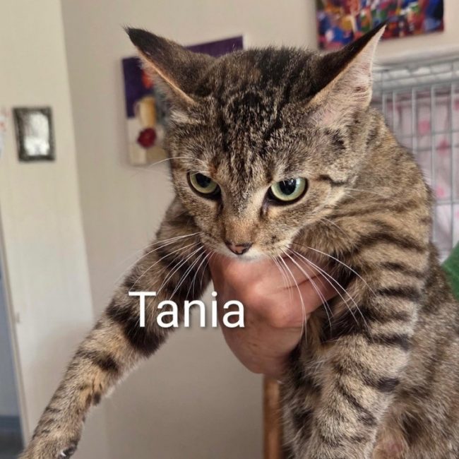Tania - Chat Européen à adopter