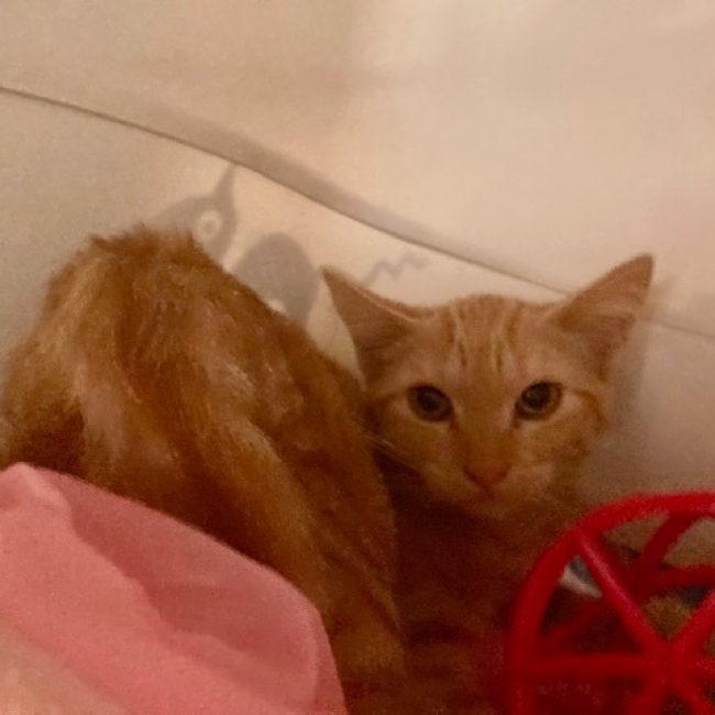 Clarinette - Chat Européen à adopter
