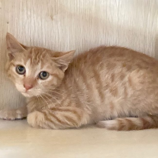 Claquette - Chat Européen à adopter