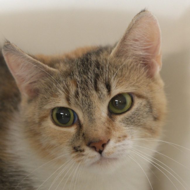 Atépide - Chat Européen à adopter