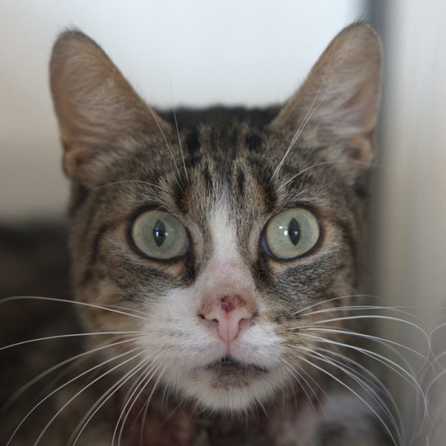 Malo - Chat Européen à adopter