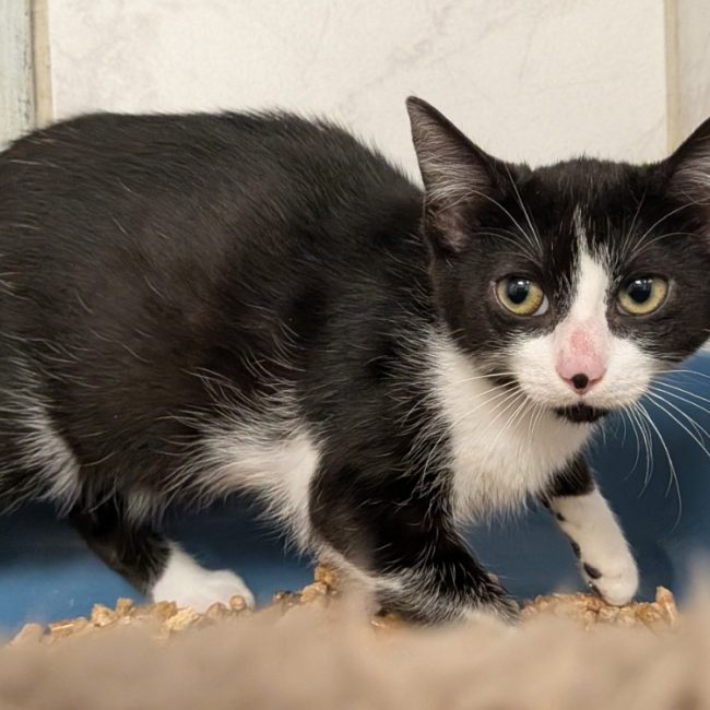 Paluchette - Chat Européen à adopter