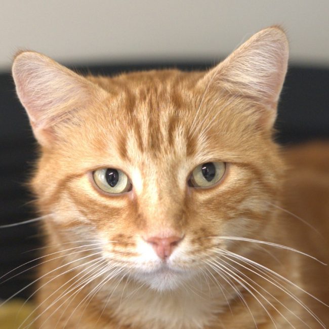 Gemini - Chat Européen à adopter