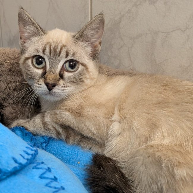 Gaia - Chat Européen à adopter