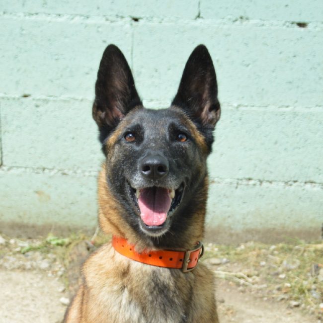 Vodounsi - Chien à adopter