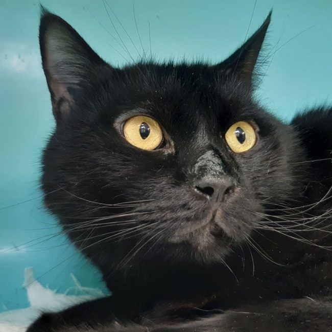 Mickey - Chat Européen à adopter