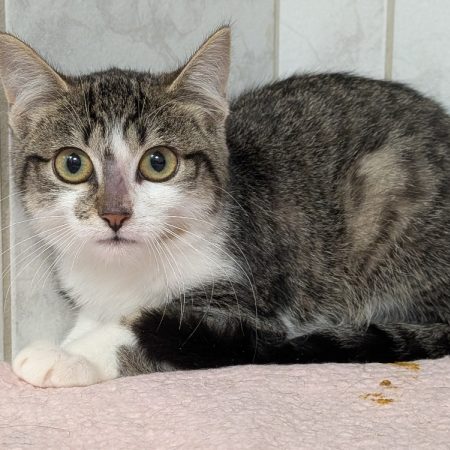 Noisette - Chat Européen à adopter