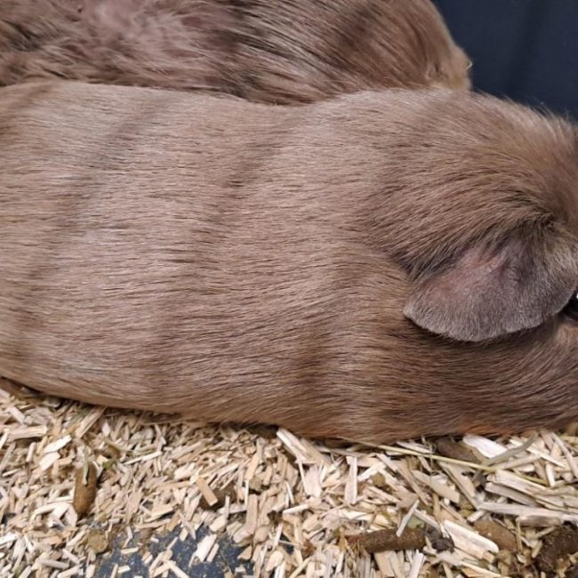Truffon - Rongeur Cobaye à adopter
