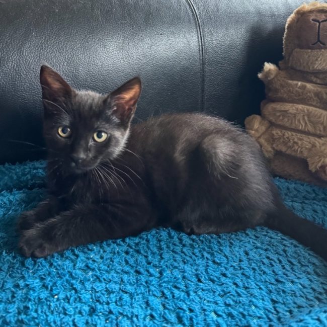 Neron - Chat Européen à adopter