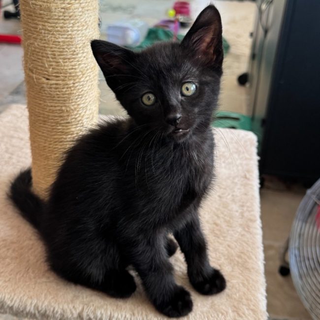 Sheitan - Chat Européen à adopter