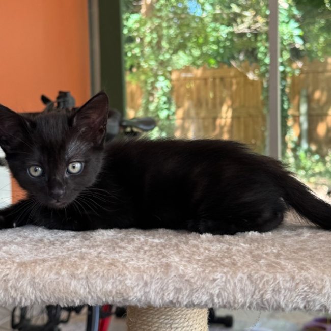 Ombre - Chat Européen à adopter