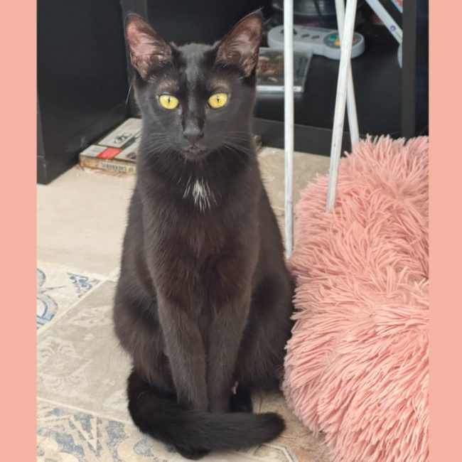Minuit - Chat Européen à adopter