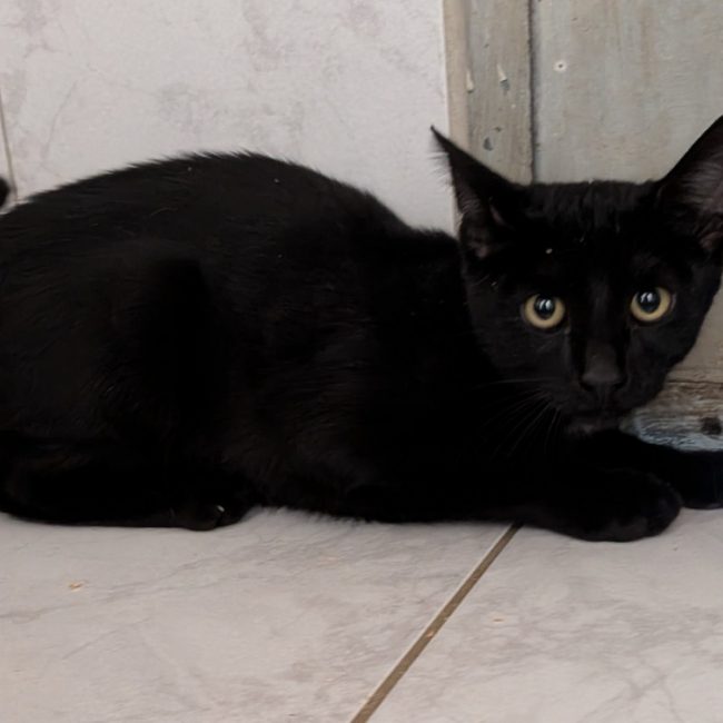 Looping - Chat Européen à adopter