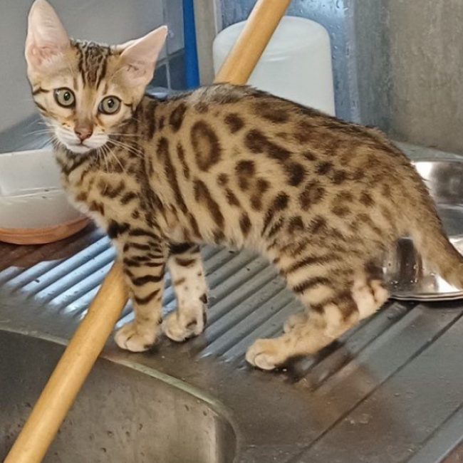 Joe - Chat à adopter