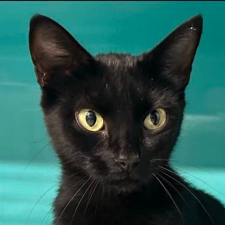 Orphé - Chat Européen à adopter