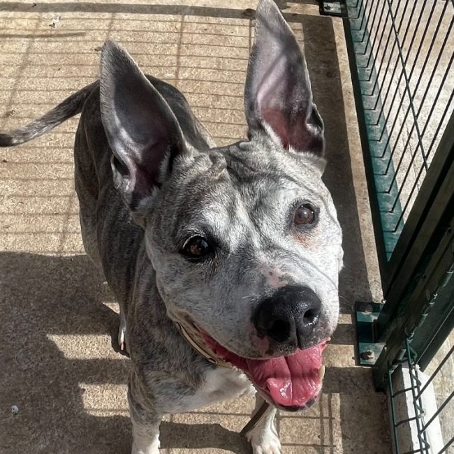Nikita - Chien à adopter