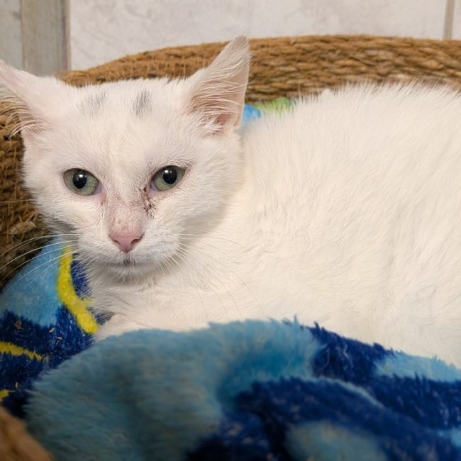 Blanco - Chat Européen à adopter