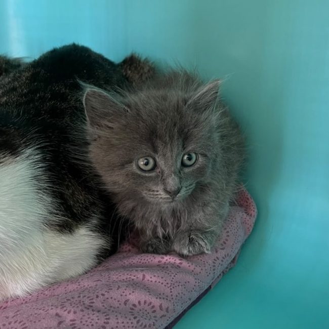 Fanta - Chat Européen à adopter