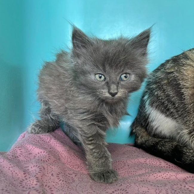Cola - Chat Européen à adopter