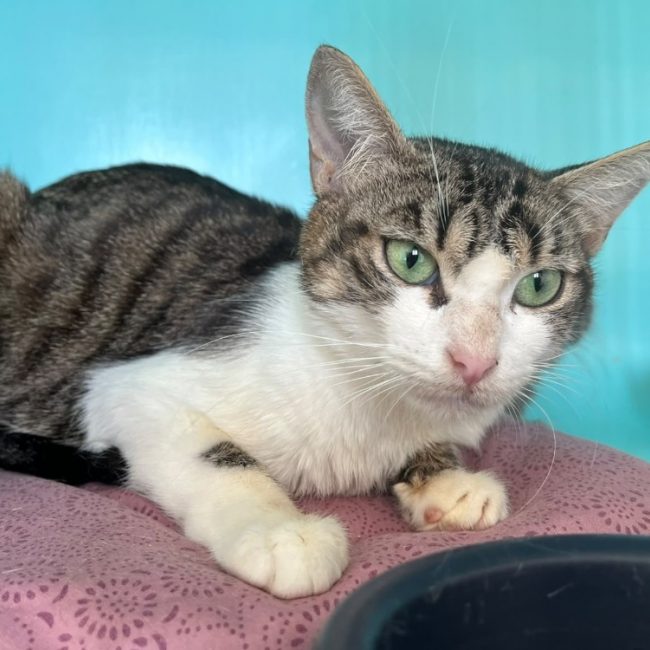 Oasis - Chat Européen à adopter
