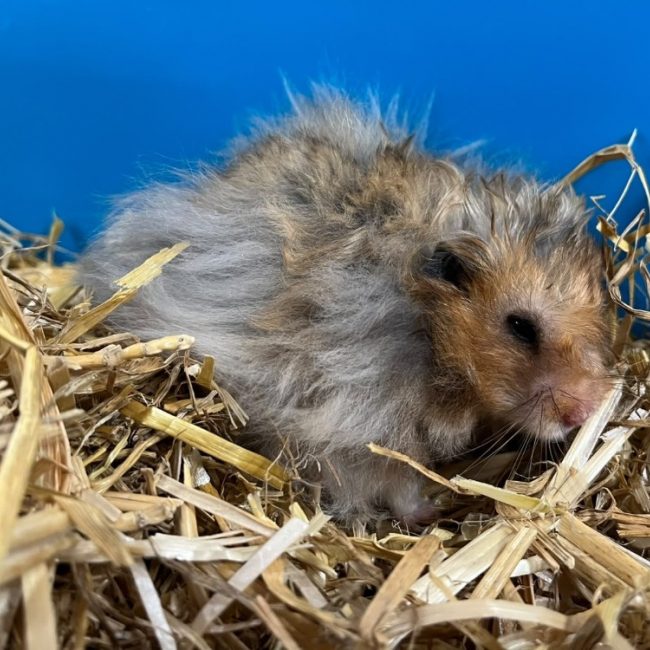 Punky - Rongeur Hamster à adopter