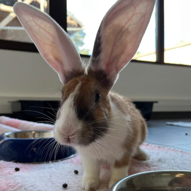 Cawotte - Rongeur Lapin à adopter