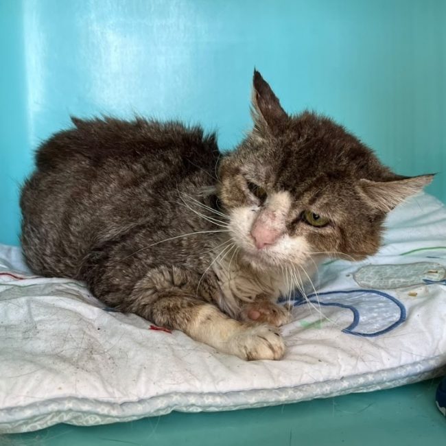 Woody - Chat Européen à adopter