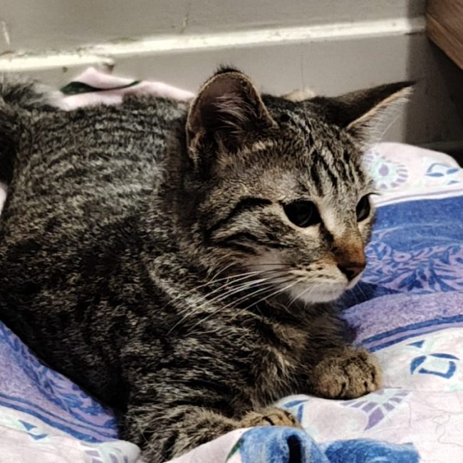 Lys - Chat Européen à adopter