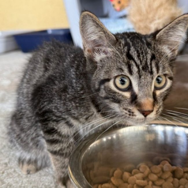 Tournesol - Chat Européen à adopter