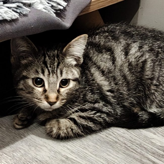 Marguerite - Chat Européen à adopter