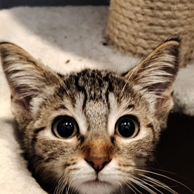 Pivoine - Chat Européen à adopter