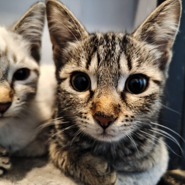 Rose - Chat Européen à adopter