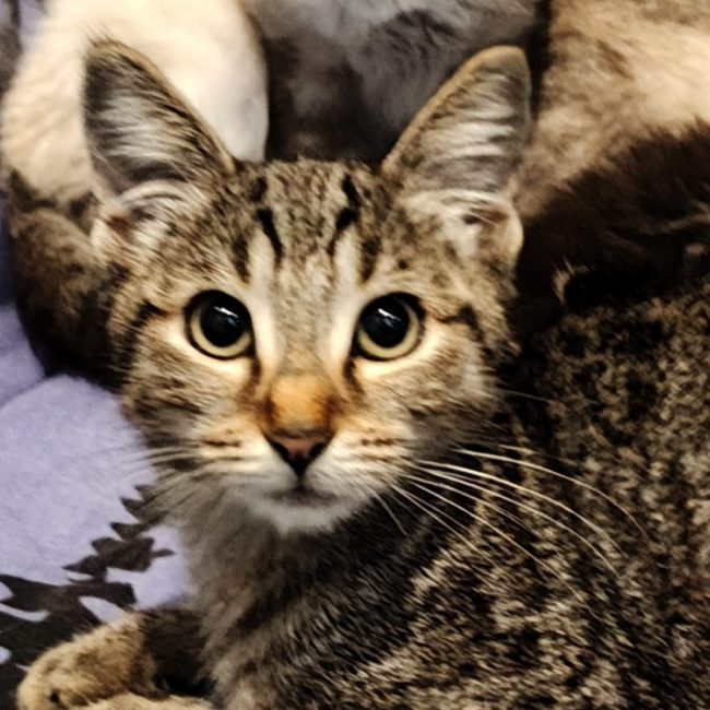 Iris - Chat Européen à adopter